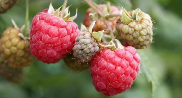 Popis a výnos malin octavia, pravidla výsadby a péče